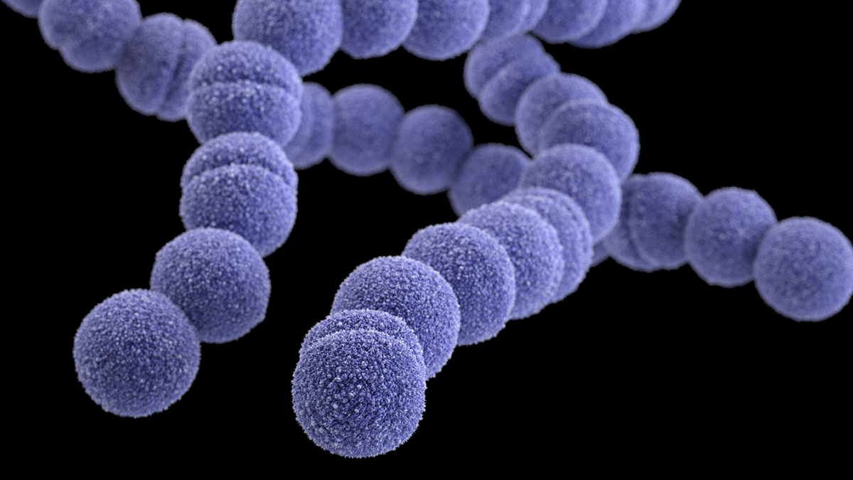 bacteria and viruses