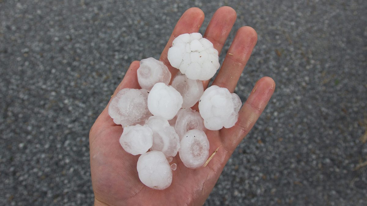Large hail stones from a hail storm.