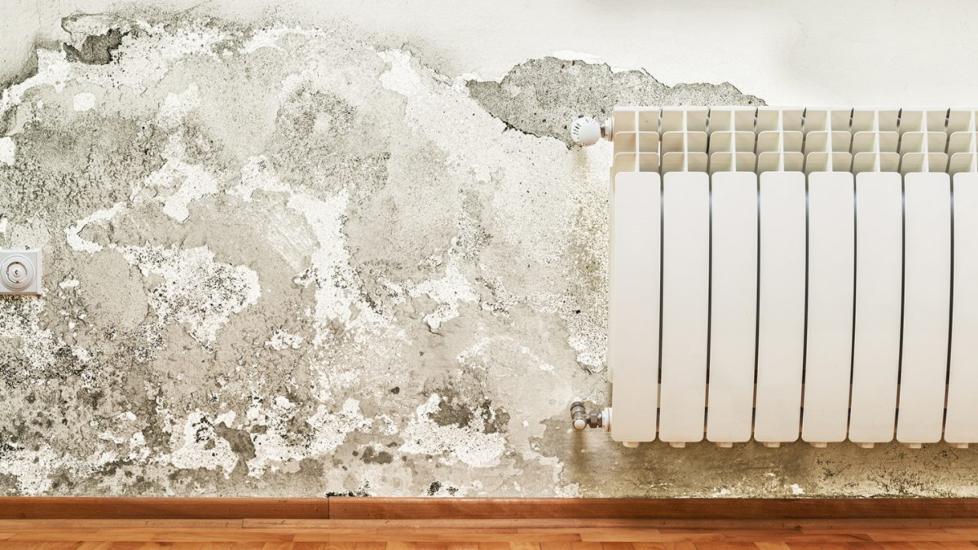 Mold damage on a wall in Vancouver, BC