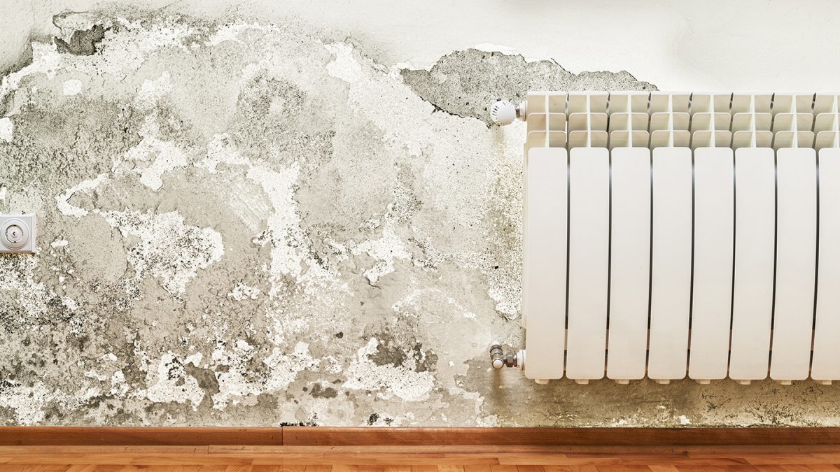 A wall damaged by mold.
